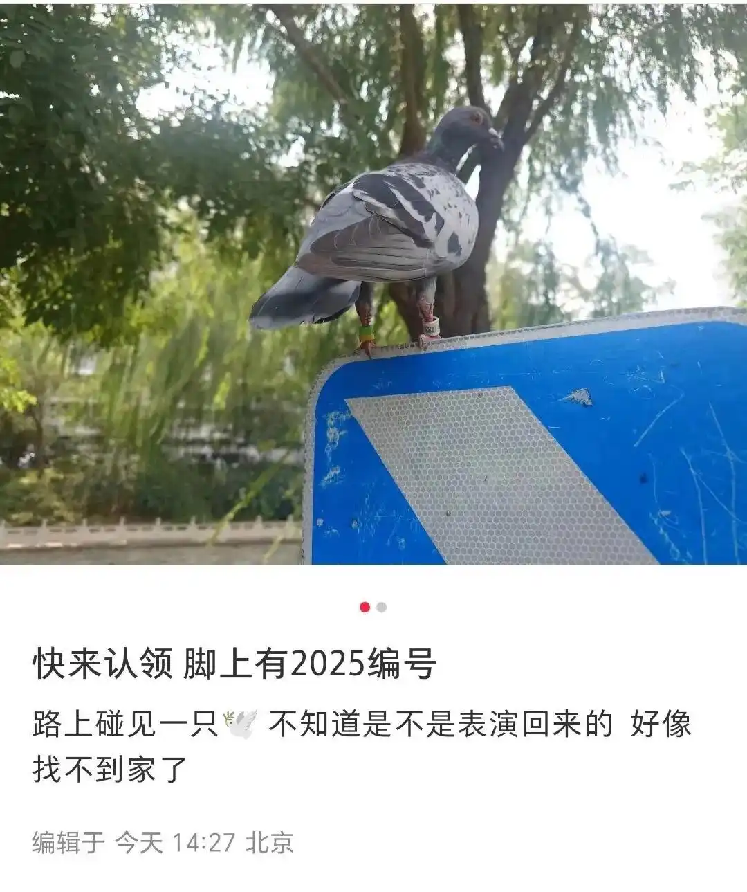 1万只和平鸽被放飞_九三阅兵和平鸽放飞后迷路现象_和平鸽如何形成空中盘旋效果