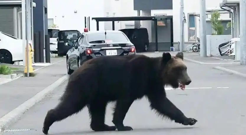 日本出现明显熊吃人痕迹，遇害人数创新高！面对“熊出没”该如何自保？
