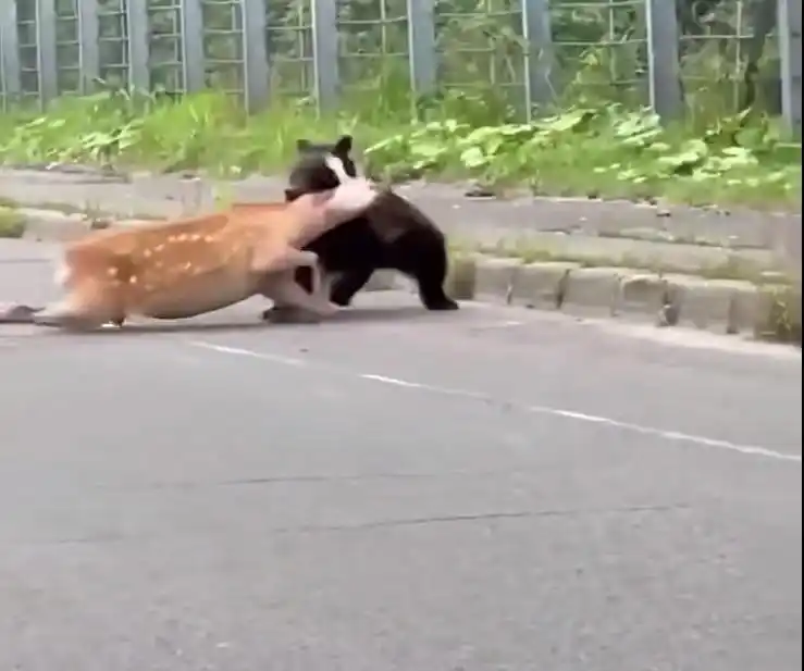 日本熊袭击事件_日本熊害问题_日本熊灾现场有明显吃人痕迹