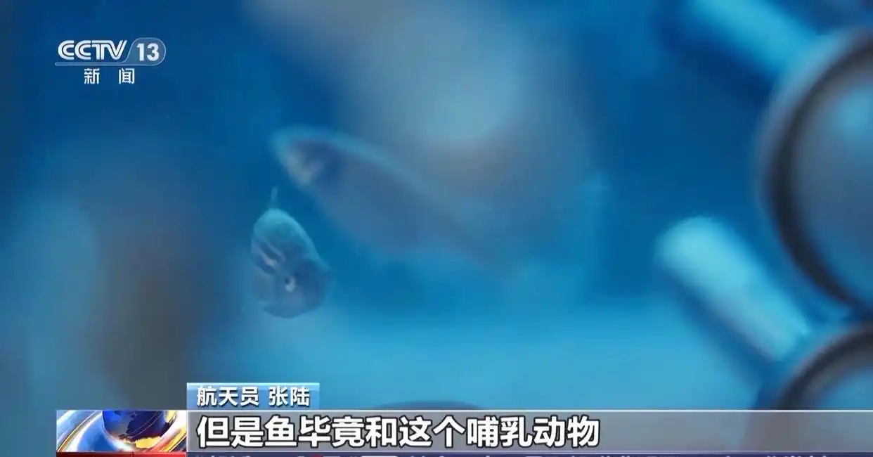 中国首次送小鼠进入“太空家园”_神舟二十一号载人飞行任务_神舟二十一号发射时间