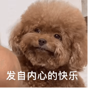 贵宾犬优点_养什么狗好_贵宾犬多少钱一只