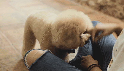 贵宾犬优点_贵宾犬多少钱一只_养什么狗好