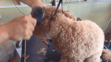 养什么狗好_贵宾犬优点_贵宾犬多少钱一只