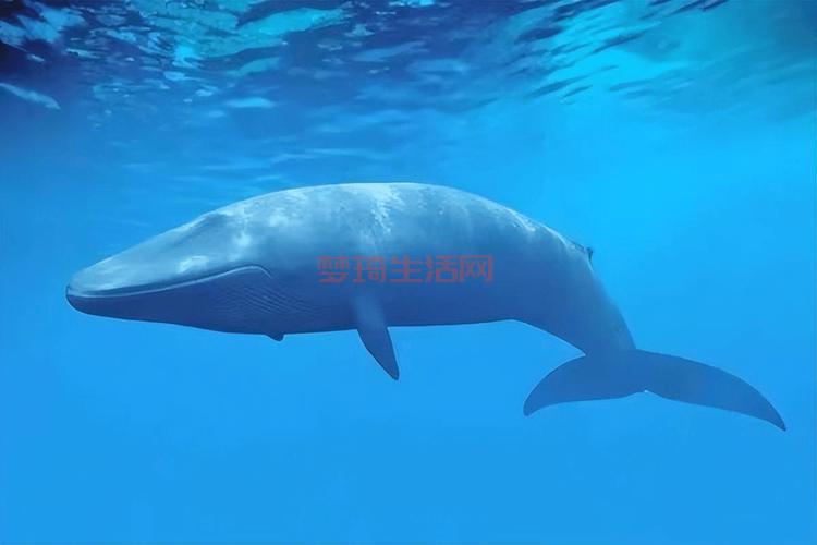 哪里海洋生物最多？海洋生物最丰富的哪个大洋？