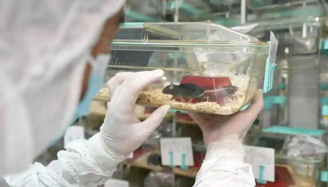 4只“小黑鼠”登陆我国空间站！肩负10年规划与等待