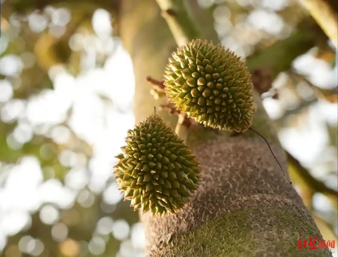 国产榴莲上市时间及影响_只把价格打下来不是真“榴莲自由”_榴莲价格下降原因分析
