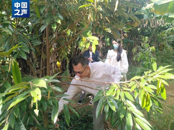 只把价格打下来不是真“榴莲自由”_国产榴莲上市时间_国产榴莲价格预测