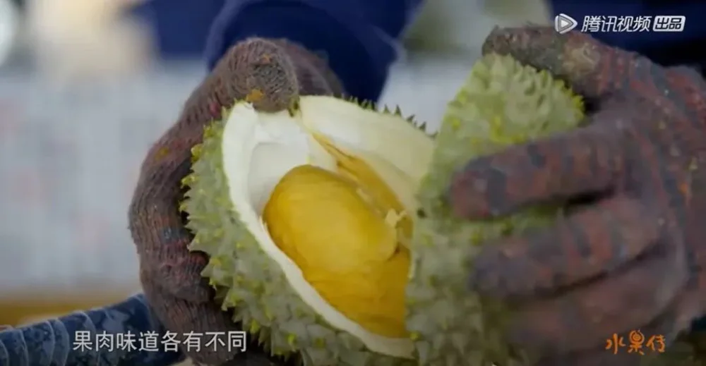 只把价格打下来不是真“榴莲自由”_海南榴莲价格预测_榴莲价格走势