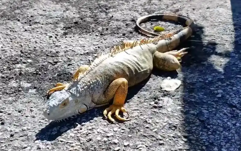 天使从天而降 事件真相_鬣蜥从树上掉下来 现象解释_食物从天而降