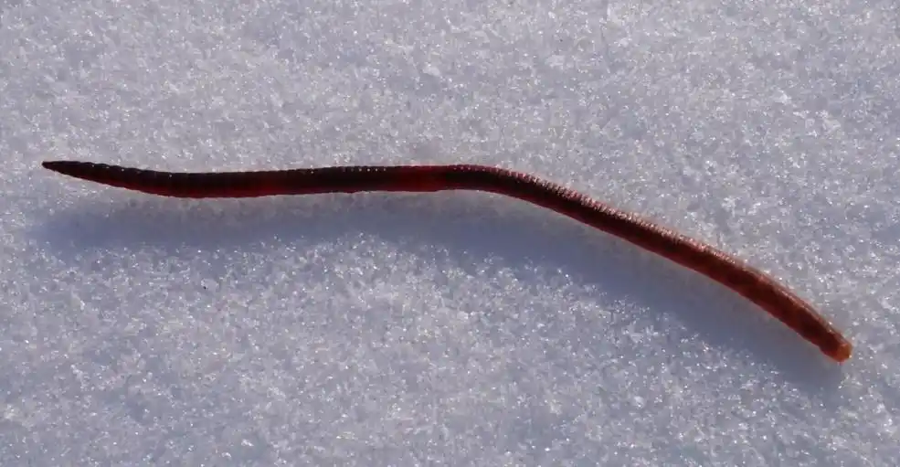 鬣蜥从树上掉下来 现象解释_食物从天而降_天使从天而降 事件真相