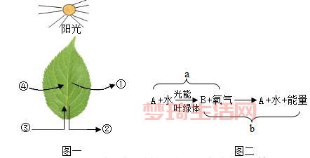 植物光合作用的过程是怎样的？小学生都能看懂的讲解！