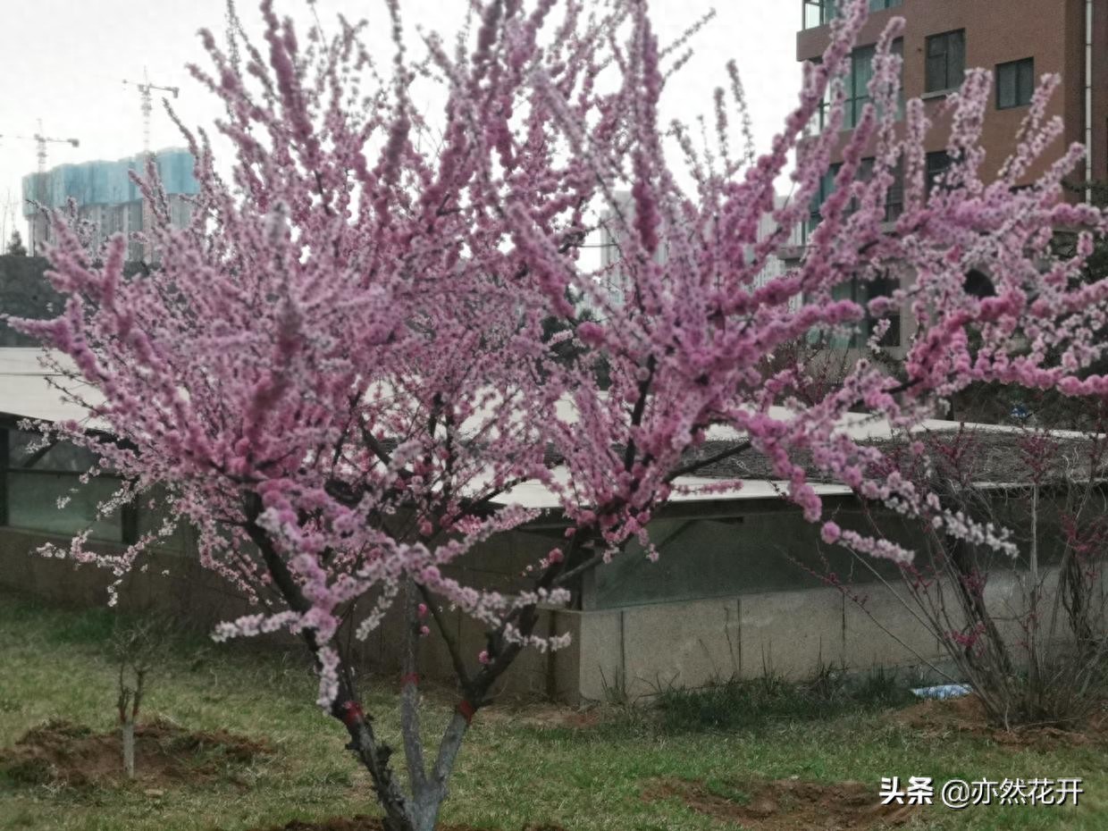 新闻的定义、分类、特性和结构