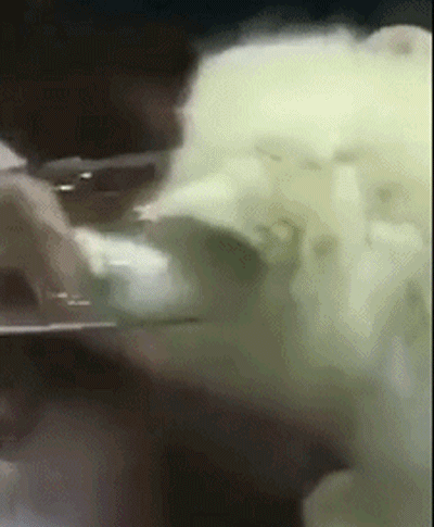 猫和老鼠现实场景_猫和老鼠动画梗现实版_超轻贴土汤姆猫和老鼠