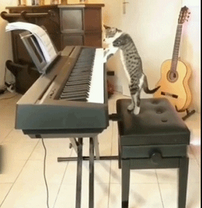 超轻贴土汤姆猫和老鼠_猫和老鼠现实场景_猫和老鼠动画梗现实版