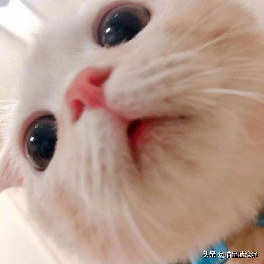 狸花猫抓老鼠_中华田园猫_超轻贴土汤姆猫和老鼠