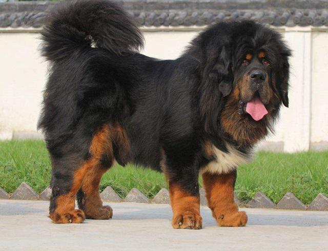 世界上最大的狗品种_巨型犬排名_超级大狗的图片大全集