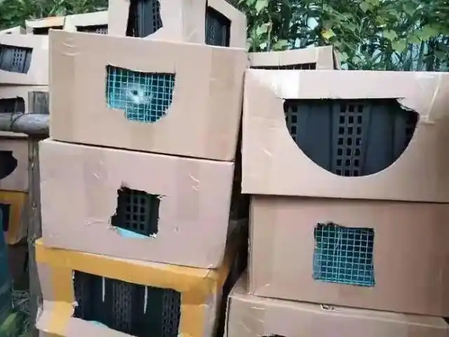 宠物盲盒 活体快递 遗弃宠物领养_男子将猫关进快递柜转身就走