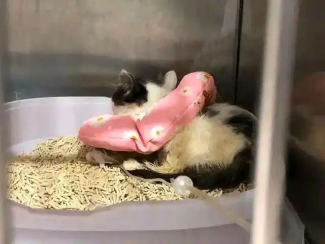 宠物盲盒 活体快递 遗弃宠物领养_男子将猫关进快递柜转身就走