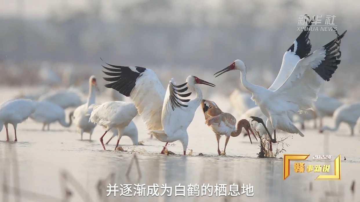 鄱阳湖出现“江水倒灌”_鄱阳湖干旱候鸟生存策略_南昌鄱阳湖候鸟越冬保护