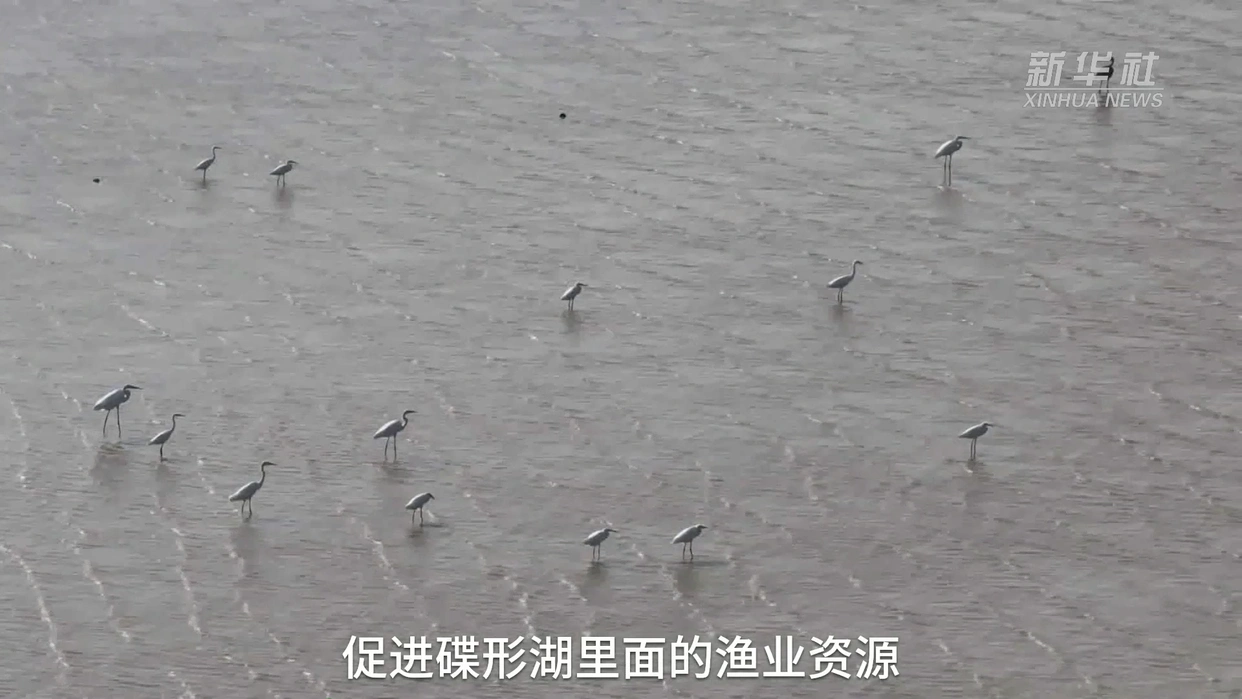 南昌鄱阳湖候鸟越冬保护_鄱阳湖干旱候鸟生存策略_鄱阳湖出现“江水倒灌”