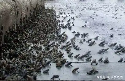 食物从天而降_天降异物 青蛙雨 龙卷风解释