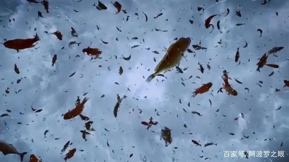 食物从天而降_天降异物 青蛙雨 龙卷风解释