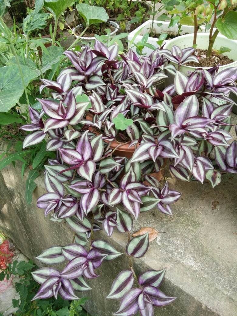 油画吊兰叶形花纹_观叶植物漂亮叶子_吊兰的图片