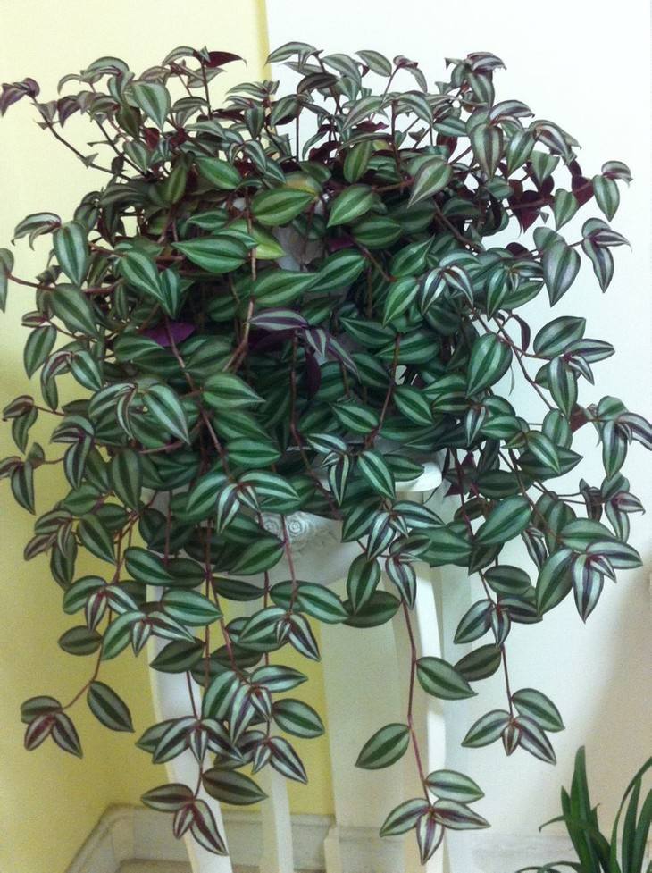 观叶植物漂亮叶子_油画吊兰叶形花纹_吊兰的图片