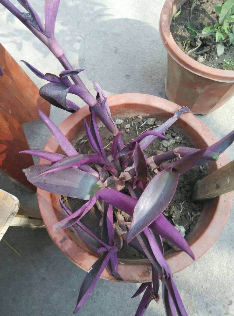 吊兰的图片_油画吊兰叶形花纹_观叶植物漂亮叶子