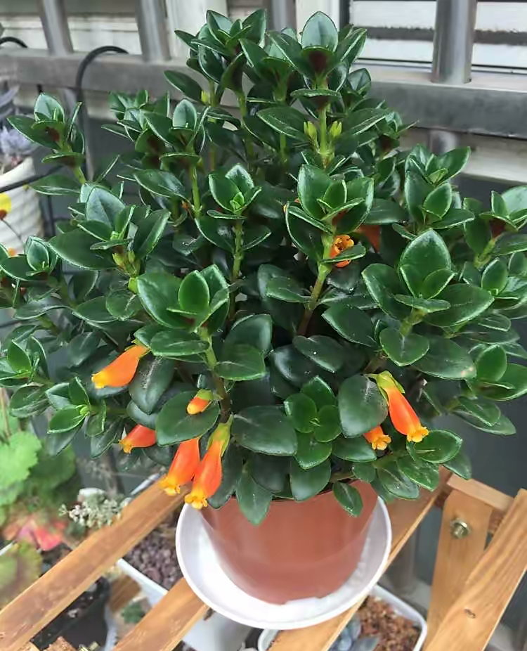 金鱼吊兰怎么养_吊兰的图片_金鱼吊兰扦插方法