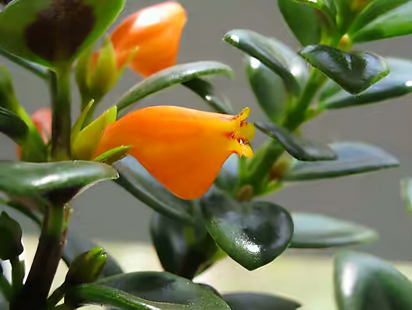 吊兰的图片_金鱼吊兰怎么养_金鱼吊兰扦插方法