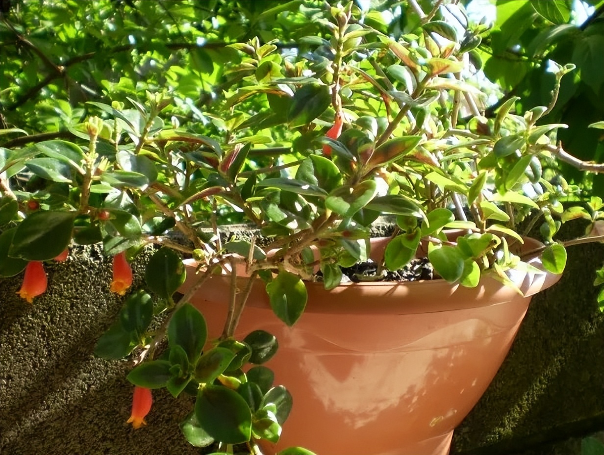 金鱼吊兰怎么养_金鱼吊兰扦插方法_吊兰的图片