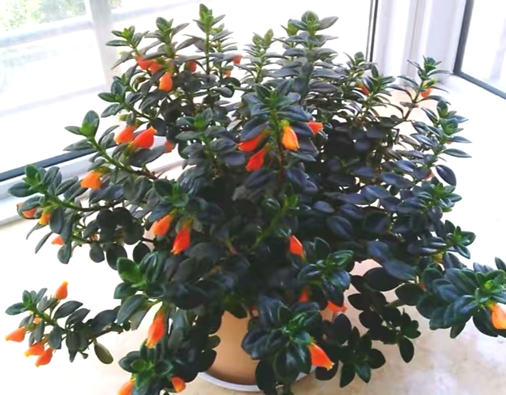 金鱼吊兰怎么养_金鱼吊兰扦插方法_吊兰的图片