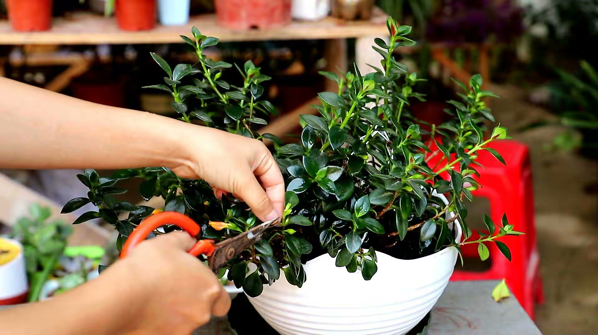 金鱼吊兰怎么养_吊兰的图片_金鱼吊兰扦插方法