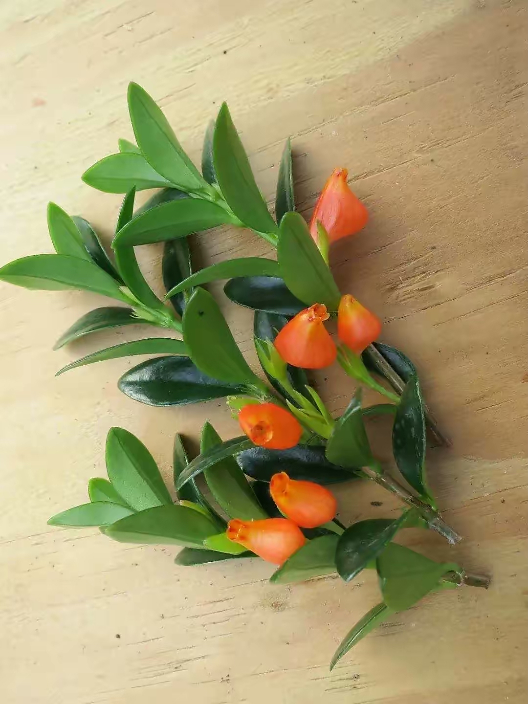 吊兰的图片_金鱼吊兰扦插方法_金鱼吊兰怎么养