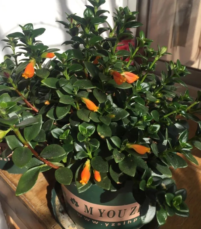 吊兰的图片_金鱼吊兰扦插方法_金鱼吊兰怎么养