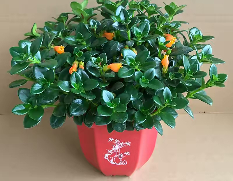 金鱼吊兰扦插方法_吊兰的图片_金鱼吊兰怎么养