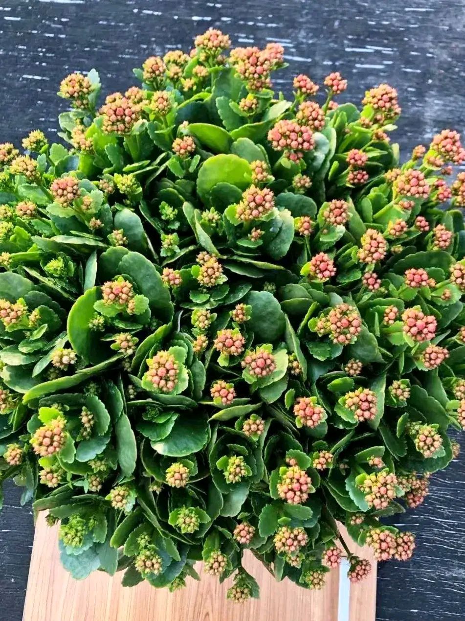 常见易烂根花卉养护技巧_吊兰的图片_养花烂根怎么办