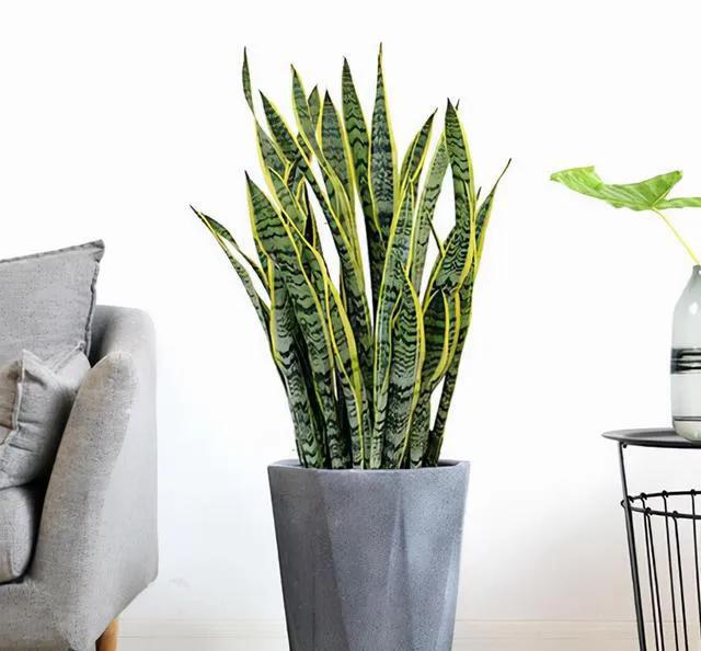 养花烂根怎么办_常见易烂根花卉养护技巧_吊兰的图片