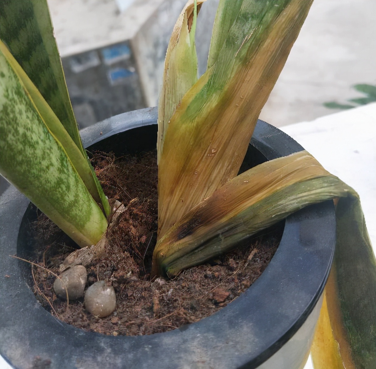 常见易烂根花卉养护技巧_养花烂根怎么办_吊兰的图片