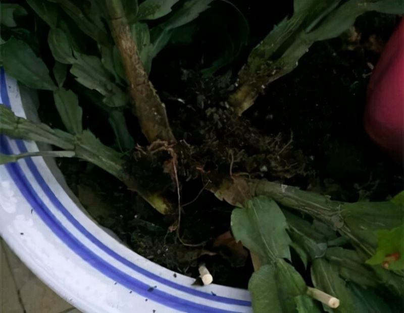 吊兰的图片_常见易烂根花卉养护技巧_养花烂根怎么办