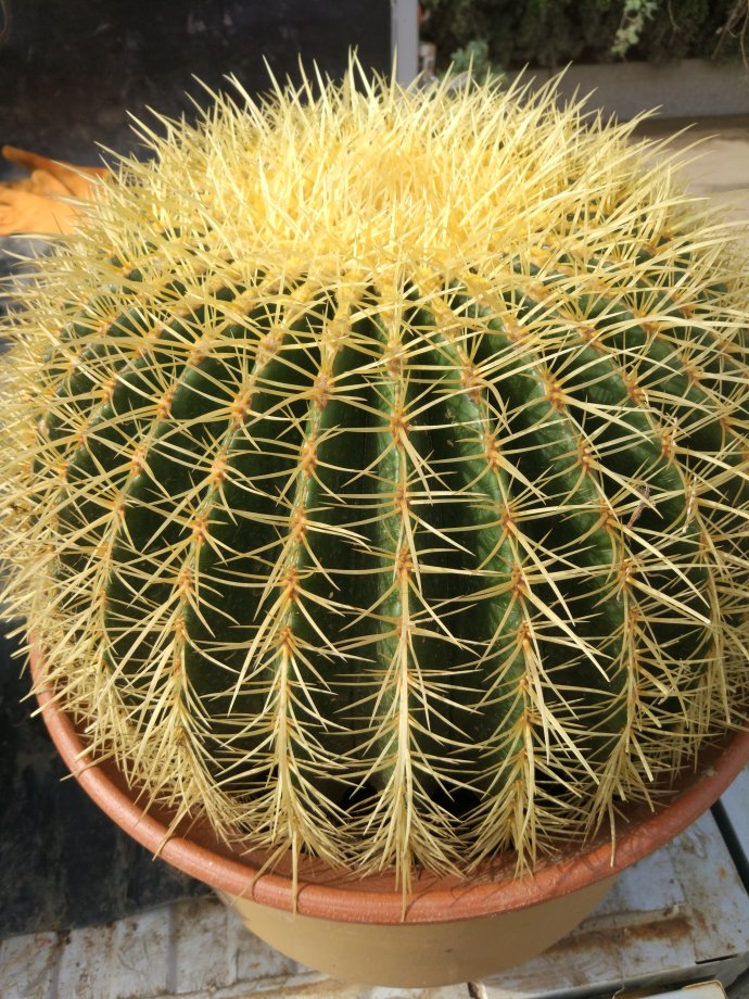 常见易烂根花卉养护技巧_吊兰的图片_养花烂根怎么办