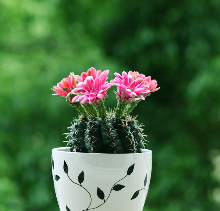 养花烂根怎么办_吊兰的图片_常见易烂根花卉养护技巧