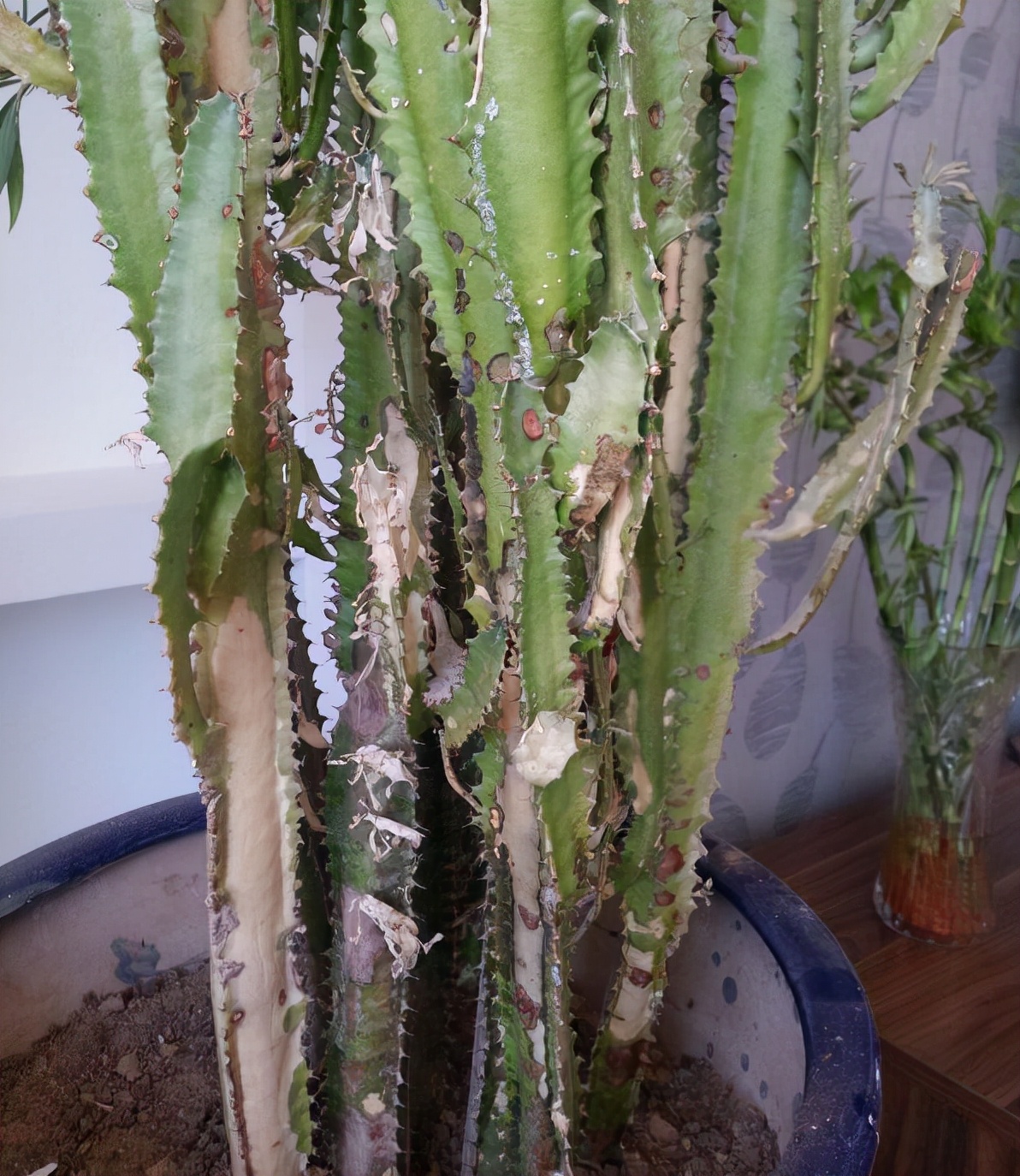 常见易烂根花卉养护技巧_养花烂根怎么办_吊兰的图片