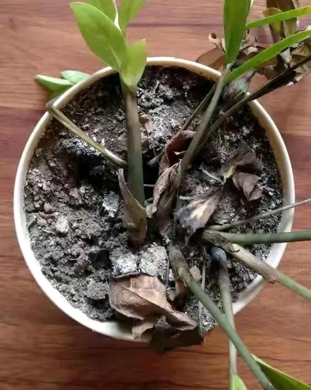 常见易烂根花卉养护技巧_养花烂根怎么办_吊兰的图片