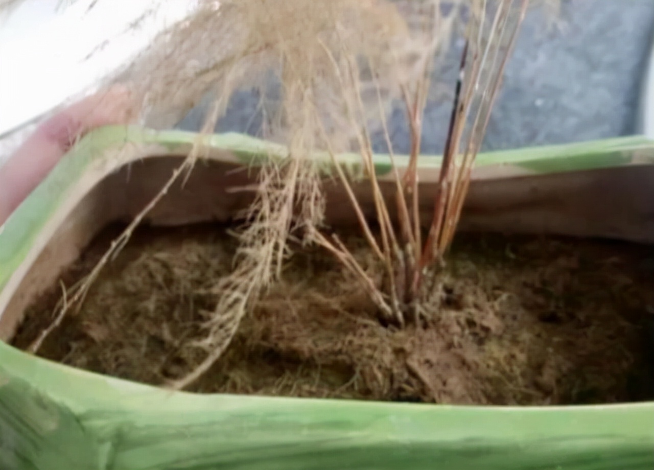 养花烂根怎么办_吊兰的图片_常见易烂根花卉养护技巧