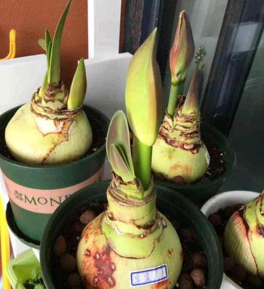 养花烂根怎么办_常见易烂根花卉养护技巧_吊兰的图片