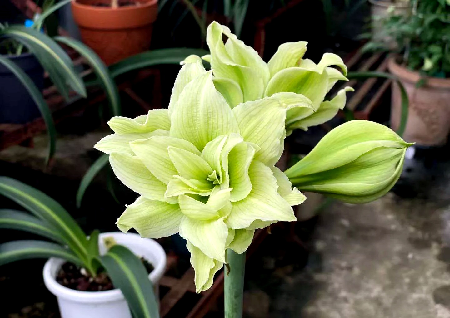 吊兰的图片_常见易烂根花卉养护技巧_养花烂根怎么办