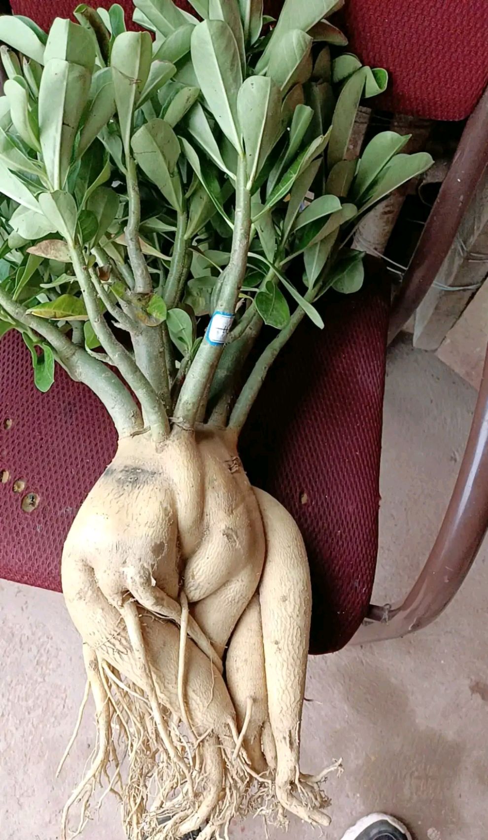 吊兰的图片_养花烂根怎么办_常见易烂根花卉养护技巧