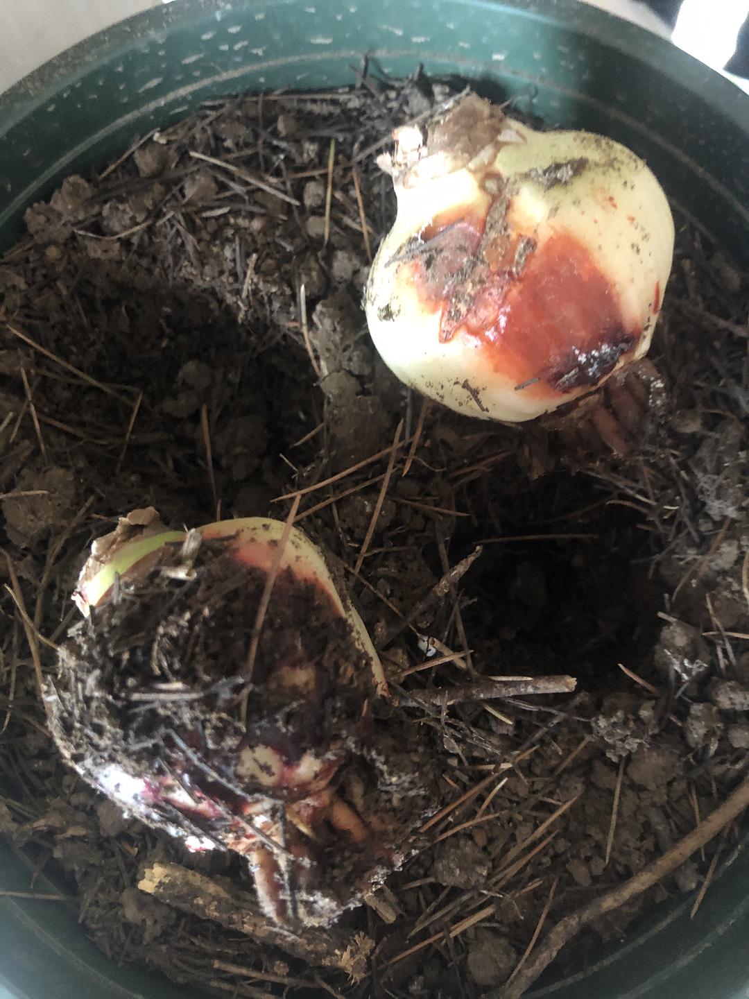 常见易烂根花卉养护技巧_吊兰的图片_养花烂根怎么办